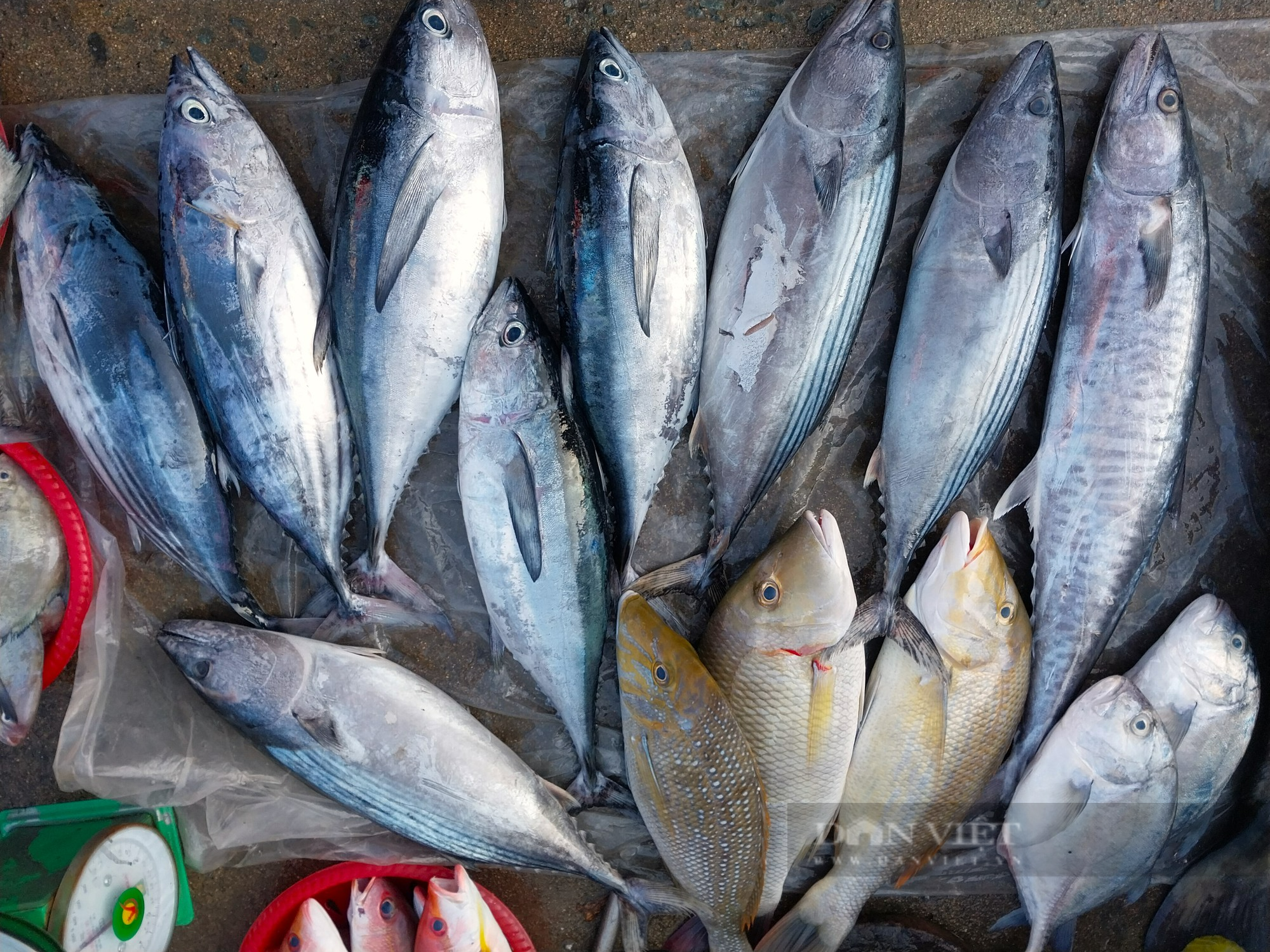 Nhộn nhịp chợ hải sản lớn nhất Ninh Thuận ngày cần Tết  - Ảnh 10.