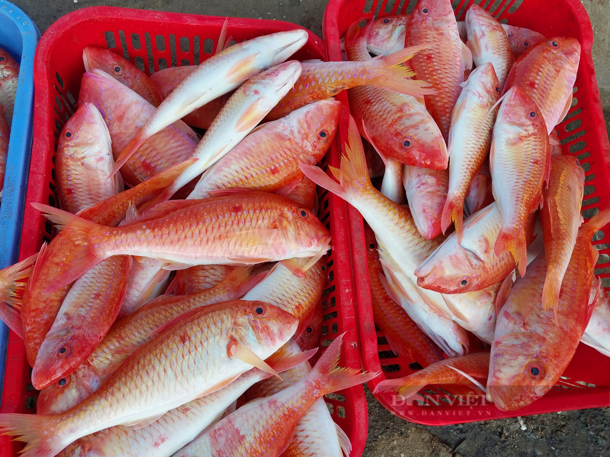 Nhộn nhịp chợ hải sản lớn nhất Ninh Thuận ngày cần Tết  - Ảnh 11.