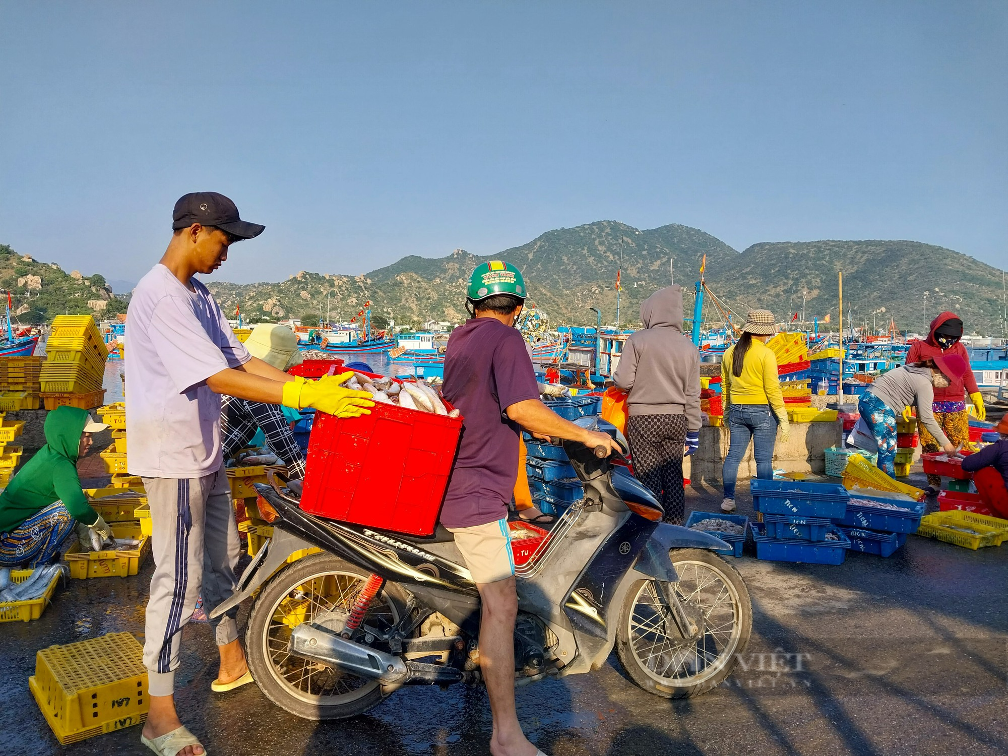 Nhộn nhịp chợ hải sản lớn nhất Ninh Thuận ngày cần Tết  - Ảnh 16.
