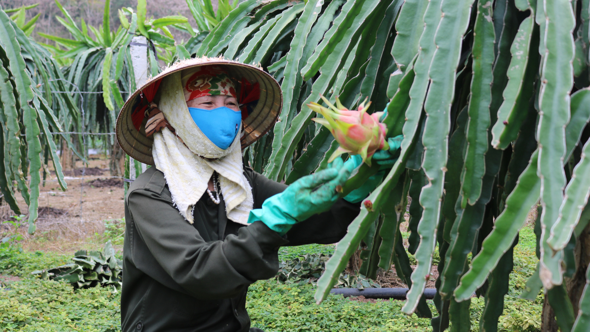 Mai Sơn: Điểm sáng trong phát triển kinh tế nông nghiệp - Ảnh 6.