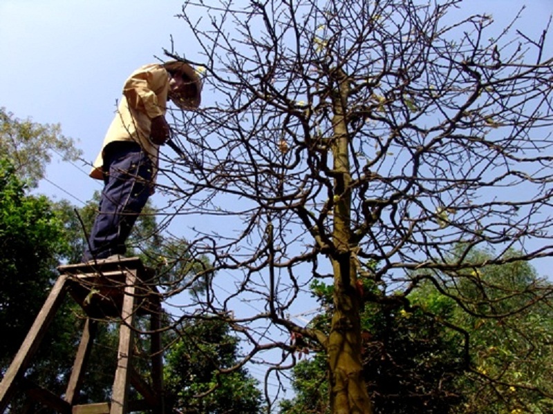 Nghề sửa mai rủng rỉnh tiền ngày Tết. Bài cuối. Dỡ khóc, dỡ cười nghề sửa mai - Ảnh 1.