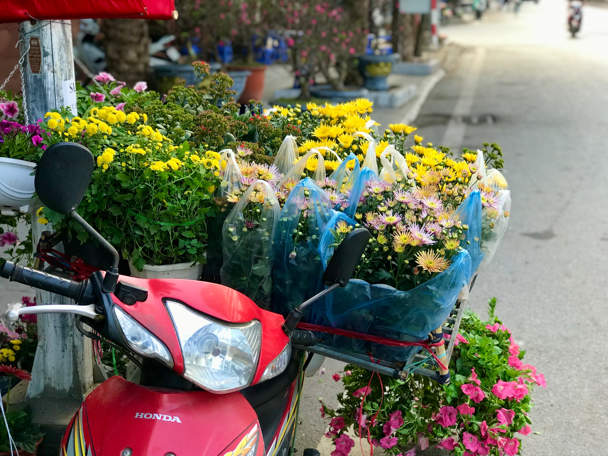 Sắc hoa nở rực trên con đường hoa sầm uất nhất Hà Nội - Ảnh 5.