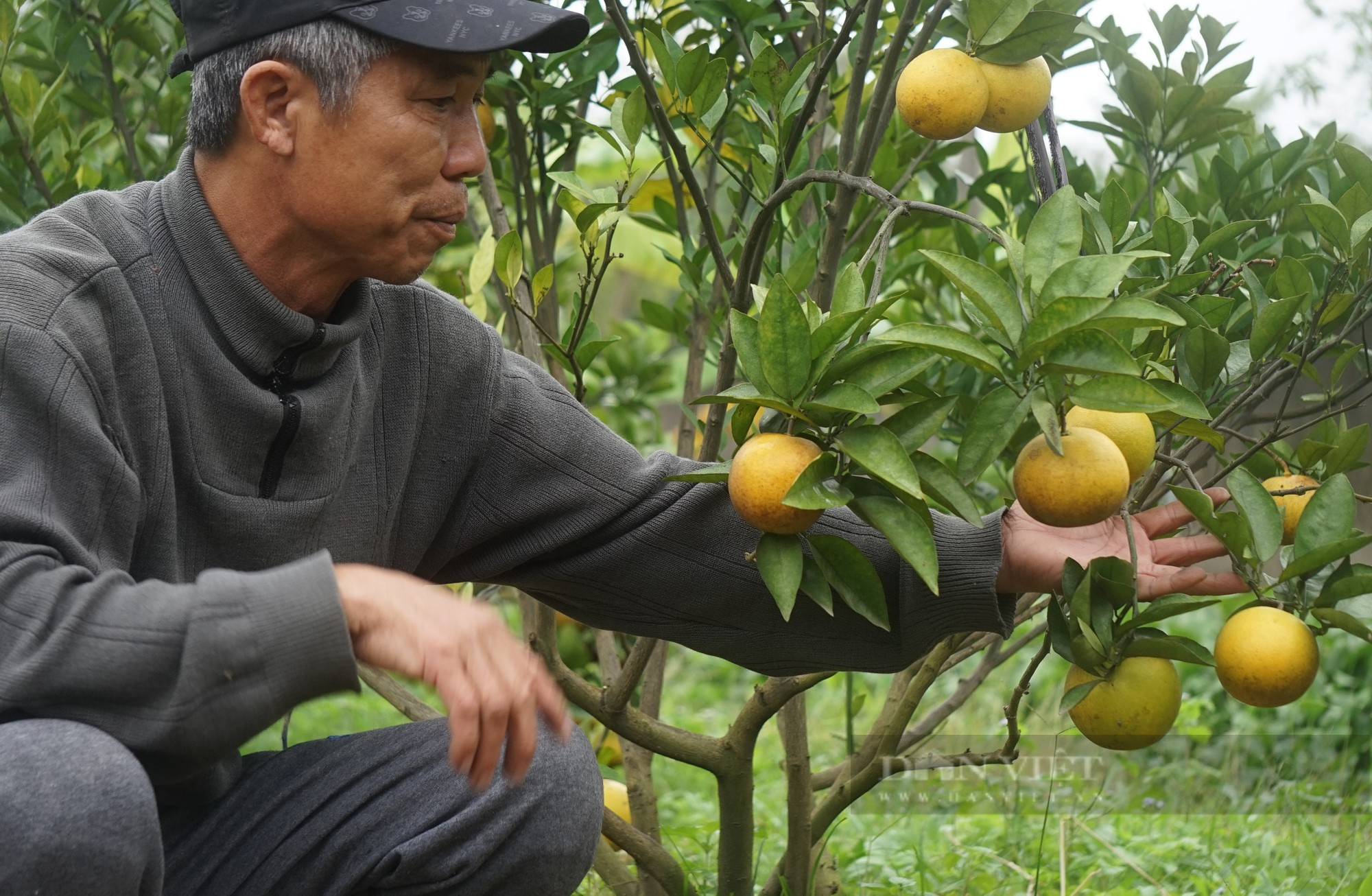 Ngày Tết nghe lão nông xứ Nghệ kể chuyện dạy loại cam tiến vua cách &quot;làm mẹ&quot; - Ảnh 1.