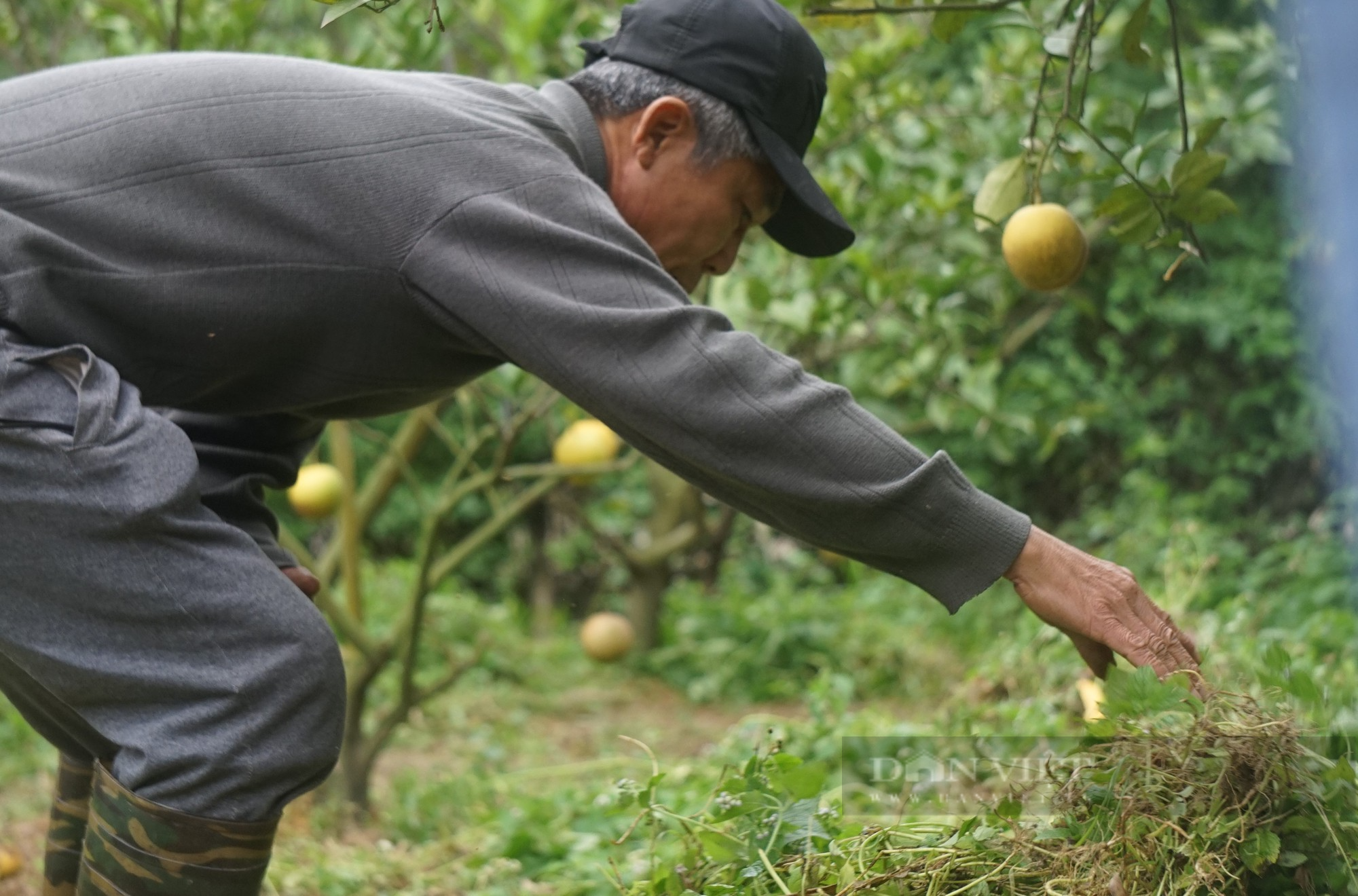 Ngày Tết nghe lão nông xứ Nghệ kể chuyện dạy loại cam tiến vua cách &quot;làm mẹ&quot; - Ảnh 5.