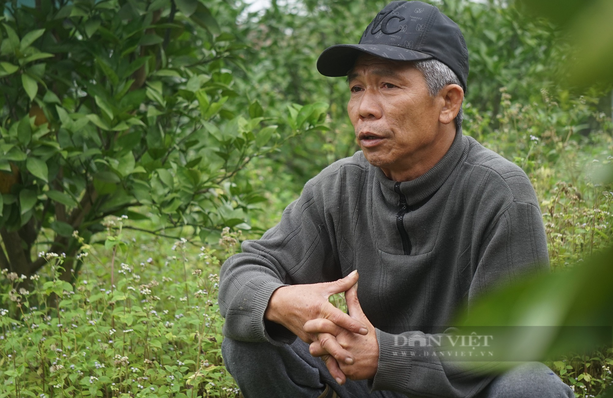 Ngày Tết nghe lão nông xứ Nghệ kể chuyện dạy loại cam tiến vua cách &quot;làm mẹ&quot; - Ảnh 6.