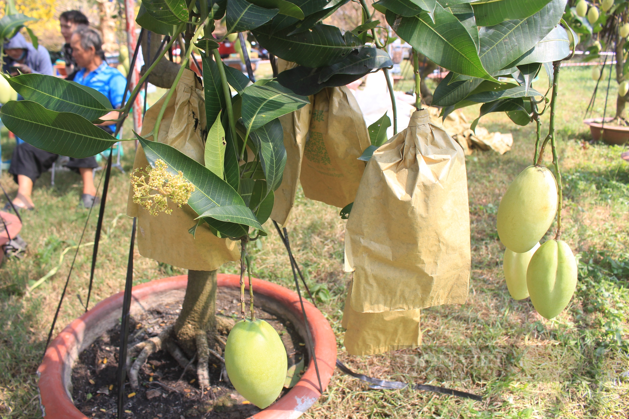 Độc lạ cây xoài keo thấp tè ở chợ hoa nhà giàu Sài Gòn, hơn chục triệu/cây, bán hết một nửa trong 3 ngày - Ảnh 3.