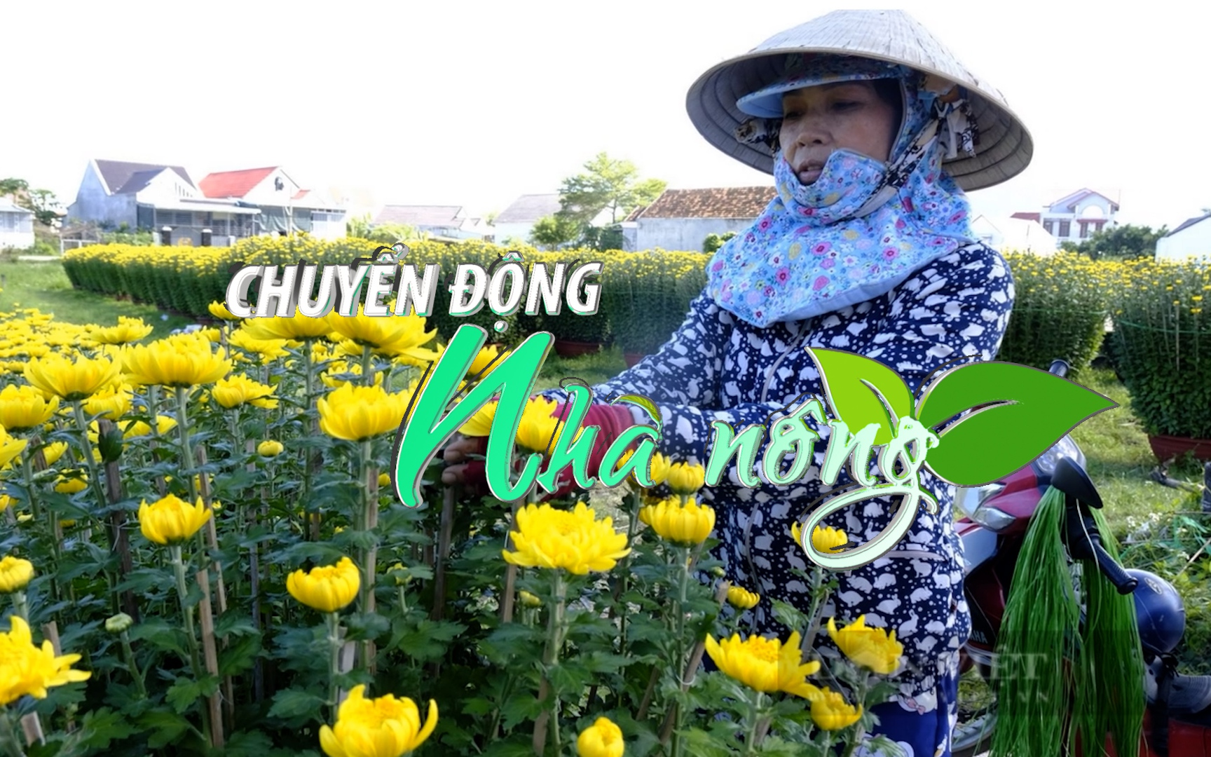 Chuyển động Nhà nông 16/1: Hoa cúc Ninh Giang cháy hàng cận Tết