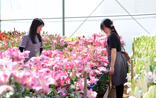 Hoa đẹp, giá không tăng ở thủ phủ Đà Lạt - Ảnh 2.
