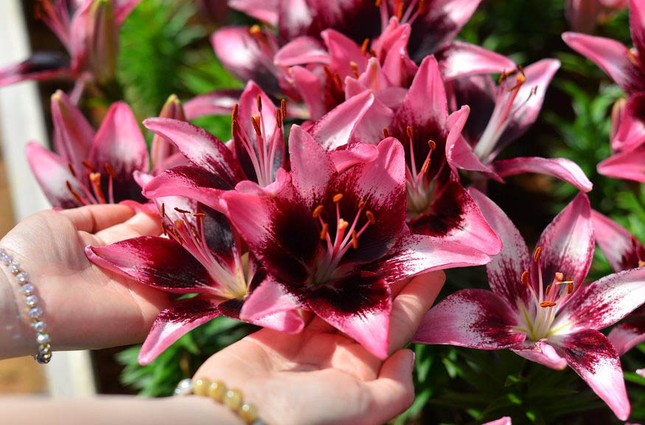Hoa đẹp, giá không tăng ở thủ phủ Đà Lạt - Ảnh 10.