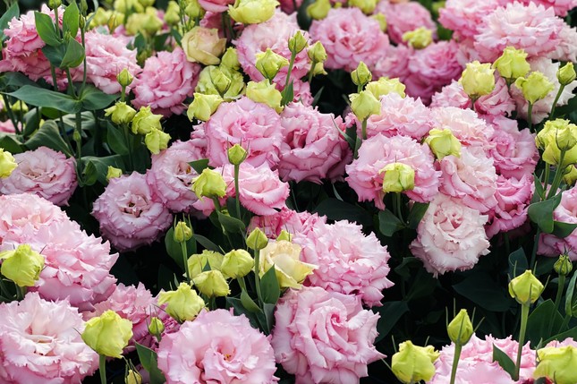 Hoa đẹp, giá không tăng ở thủ phủ Đà Lạt - Ảnh 8.