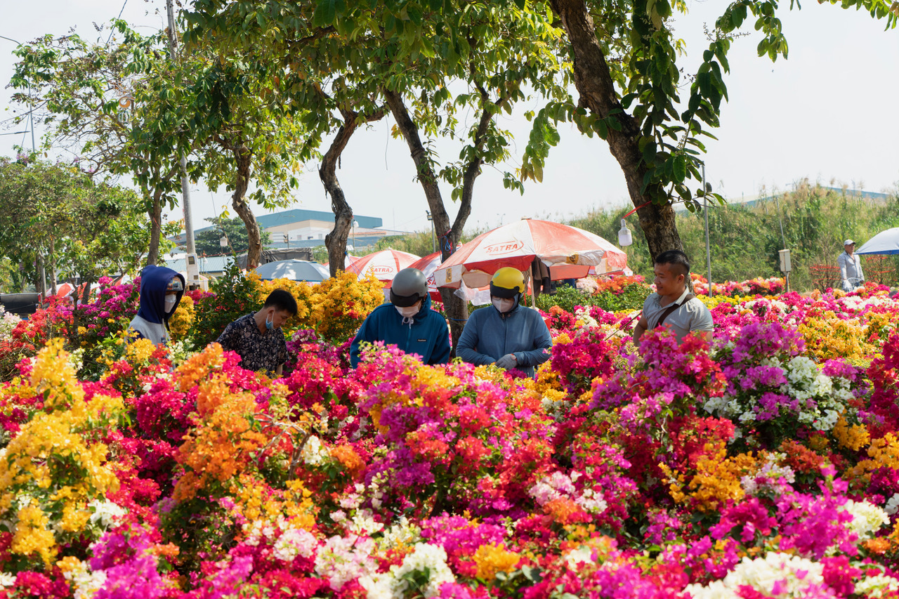 Thêm một chợ hoa Tết ở TP HCM mở cửa đón khách - Ảnh 2.
