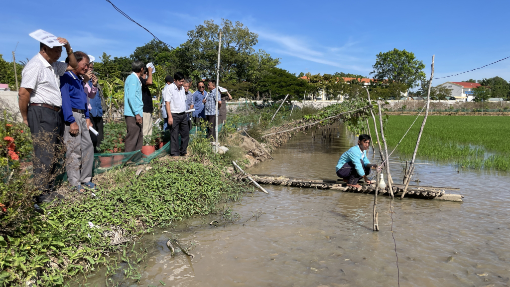 Nuôi cá trong ruộng lúa ở Long An, ngồi cầu té nước cá nổi lên &quot;rần rần&quot;, đông người đứng xem - Ảnh 1.