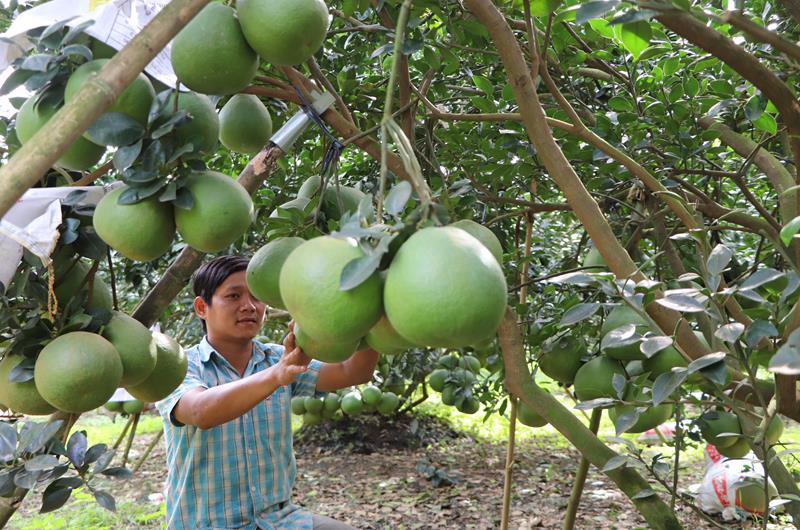 Loại quả ngon của Đồng Nai, cây nào cũng nặng quả, phải lấy gậy chống, thế mà nông dân lại kêu buồn - Ảnh 1.