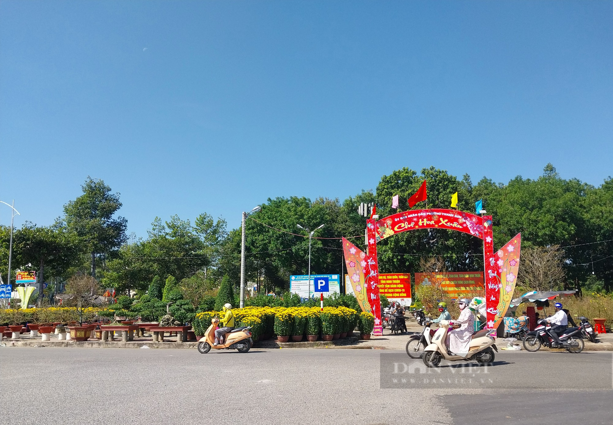 Hoa cảnh khắp các vùng miền “đổ bộ” về phố khoe sắc đón Tết ở Ninh Thuận - Ảnh 6.