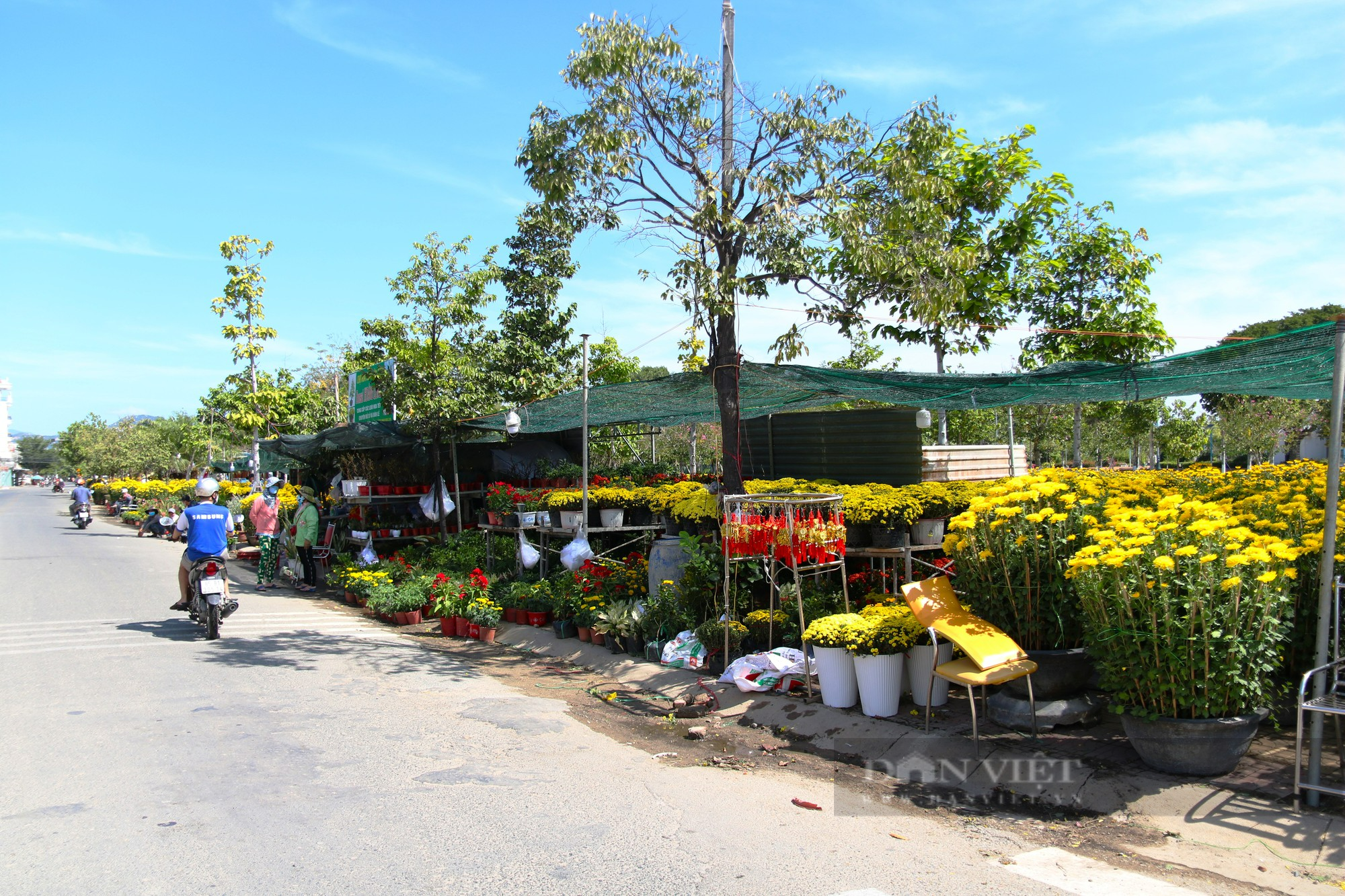 Hoa cảnh khắp các vùng miền “đổ bộ” về phố khoe sắc đón Tết ở Ninh Thuận - Ảnh 10.