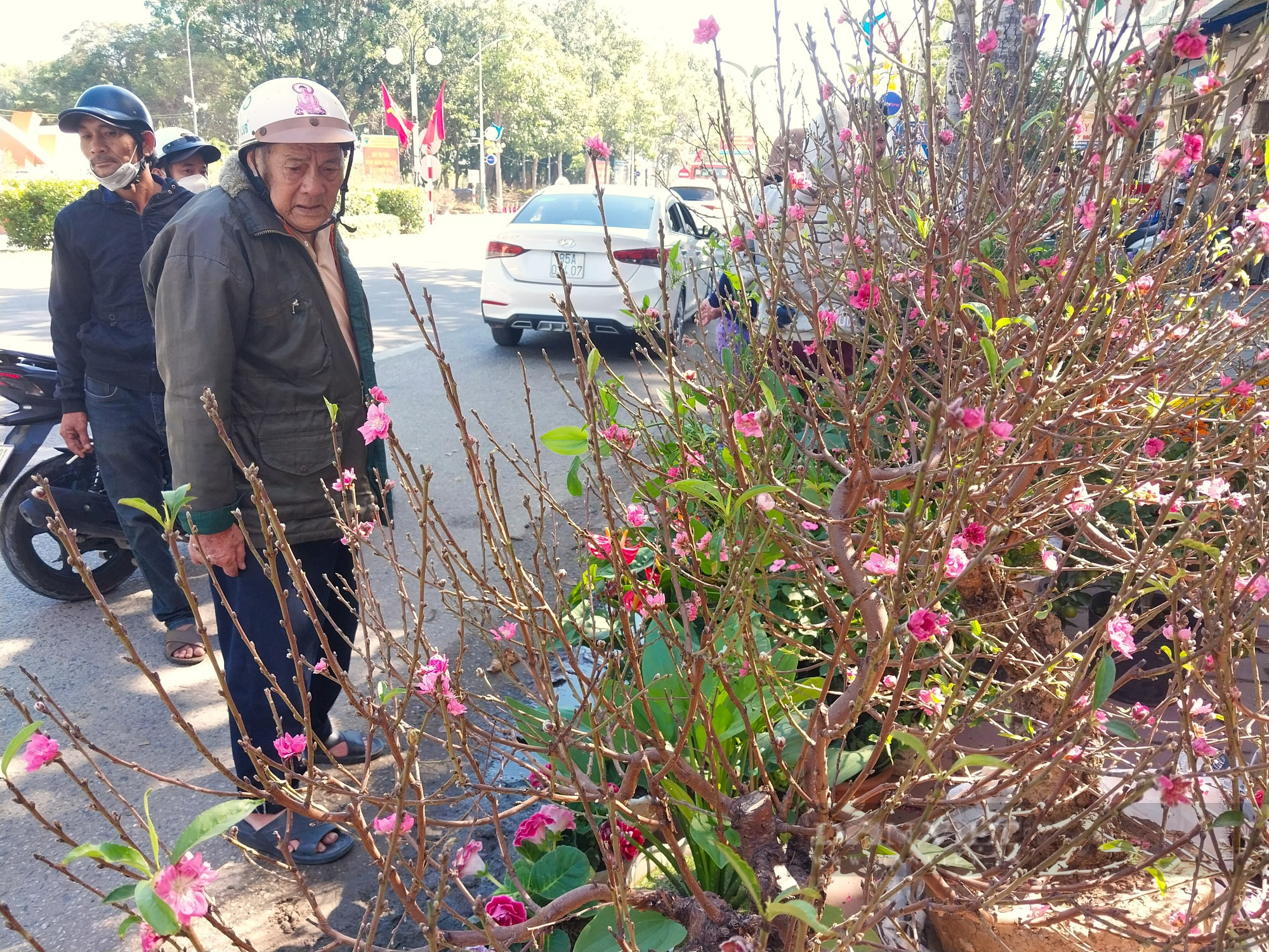 Hoa cảnh khắp các vùng miền “đổ bộ” về phố khoe sắc đón Tết ở Ninh Thuận - Ảnh 13.