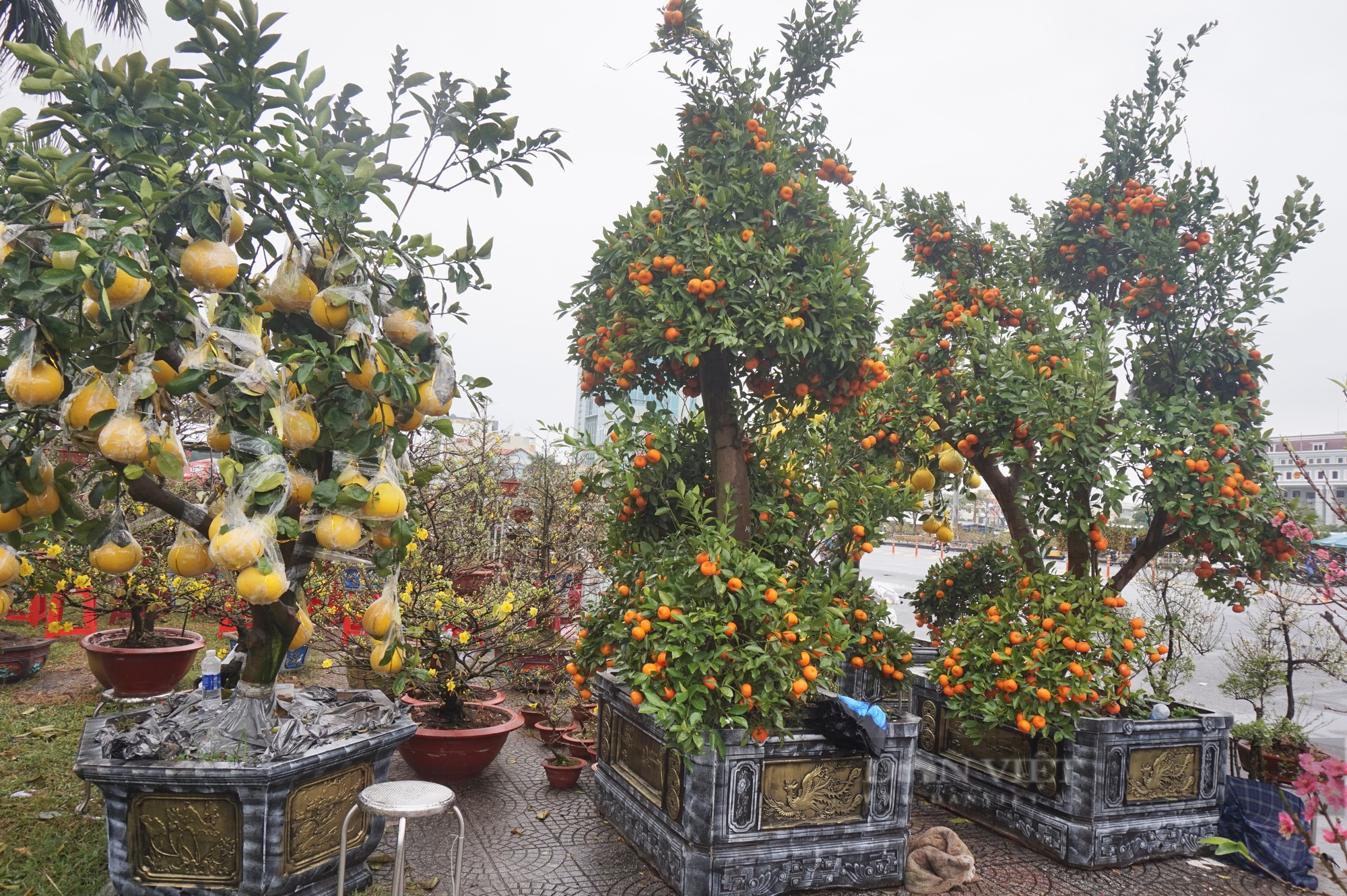 Ngắm cây quýt, bưởi cổ thụ độc nhất tại chợ hoa xuân Đà Nẵng 2023 - Ảnh 1.