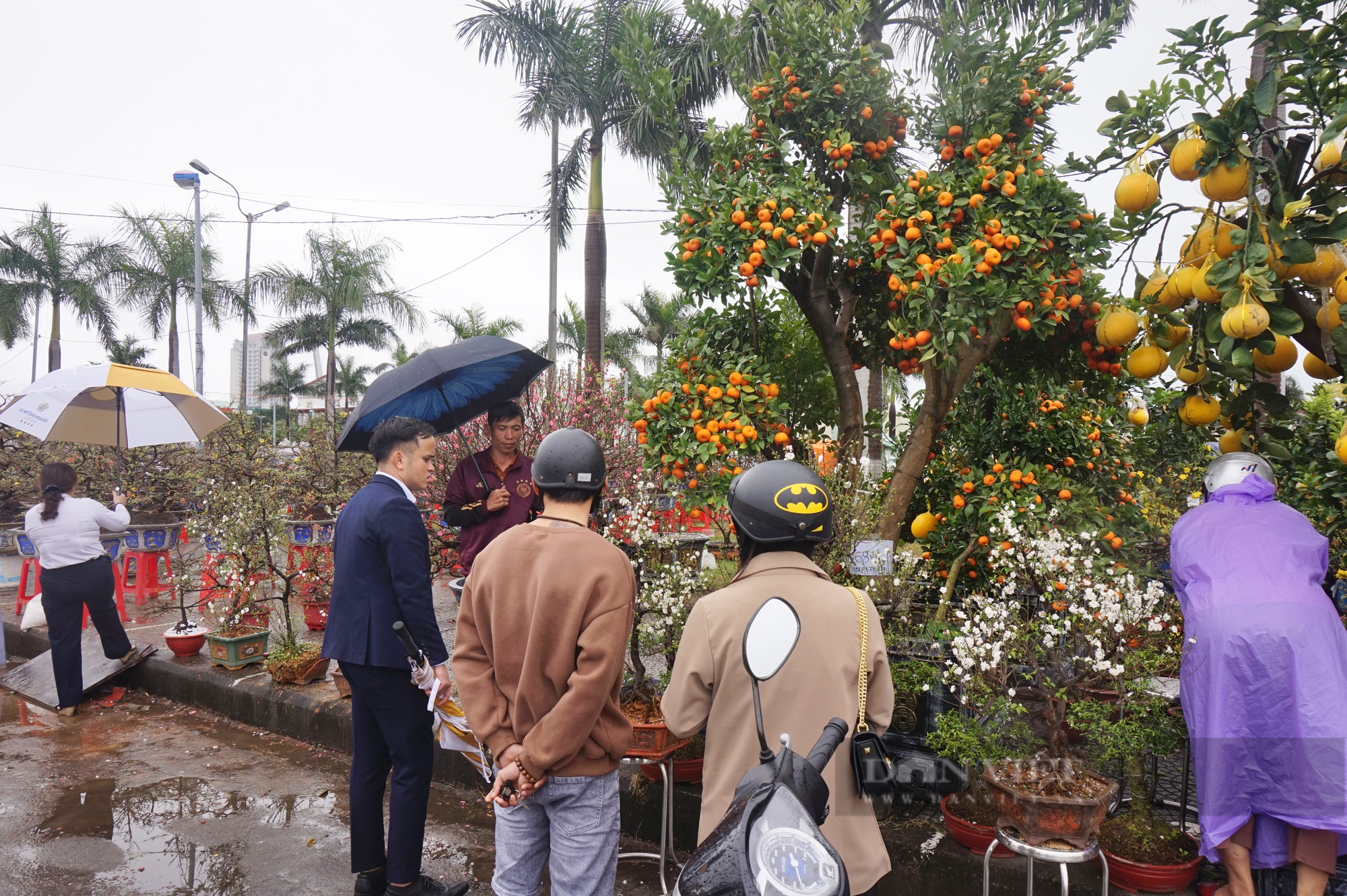 Ngắm cây quýt, bưởi cổ thụ độc nhất tại chợ hoa xuân Đà Nẵng 2023 - Ảnh 3.