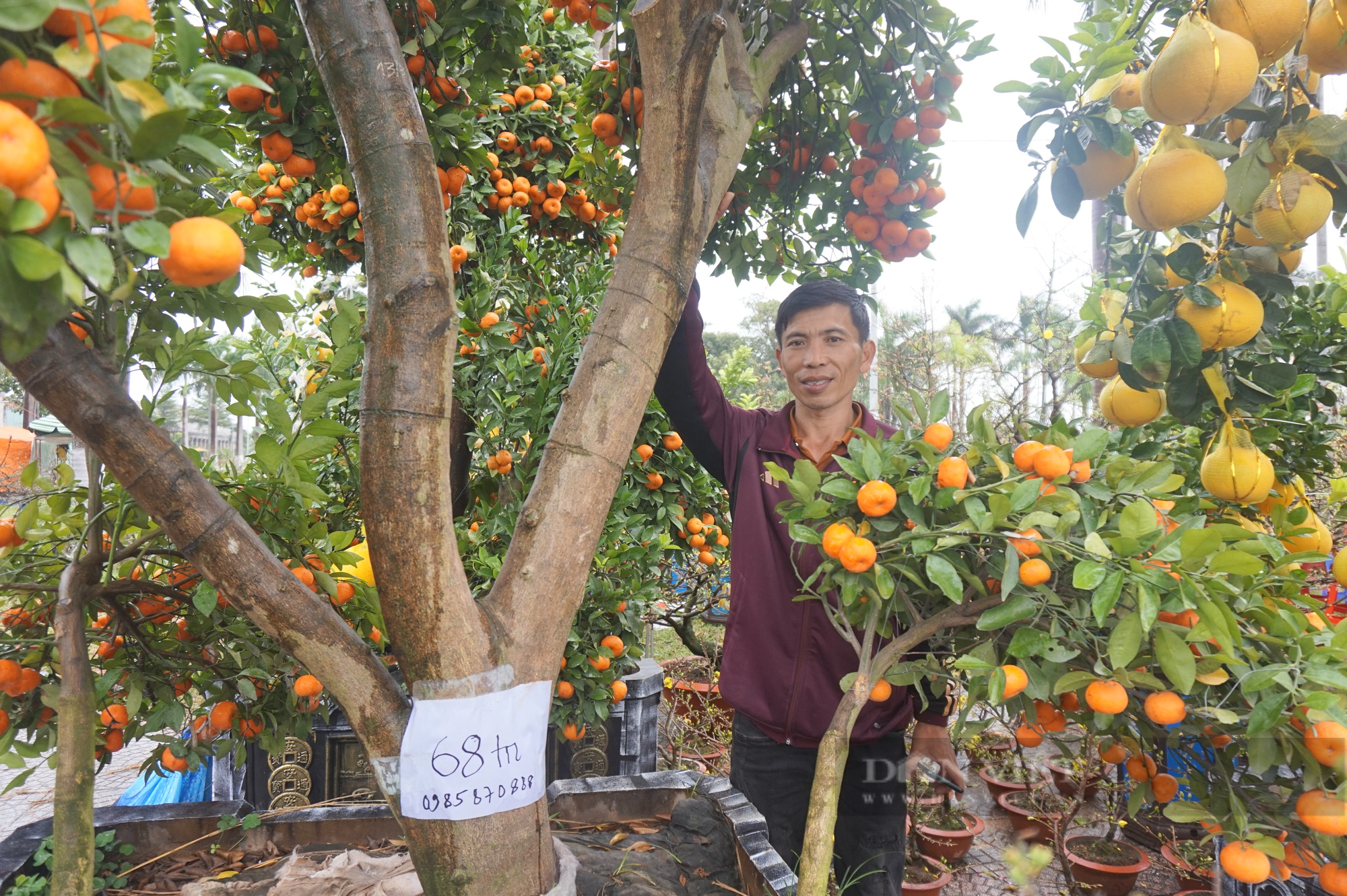 Ngắm cây quýt, bưởi cổ thụ độc nhất tại chợ hoa xuân Đà Nẵng 2023 - Ảnh 4.