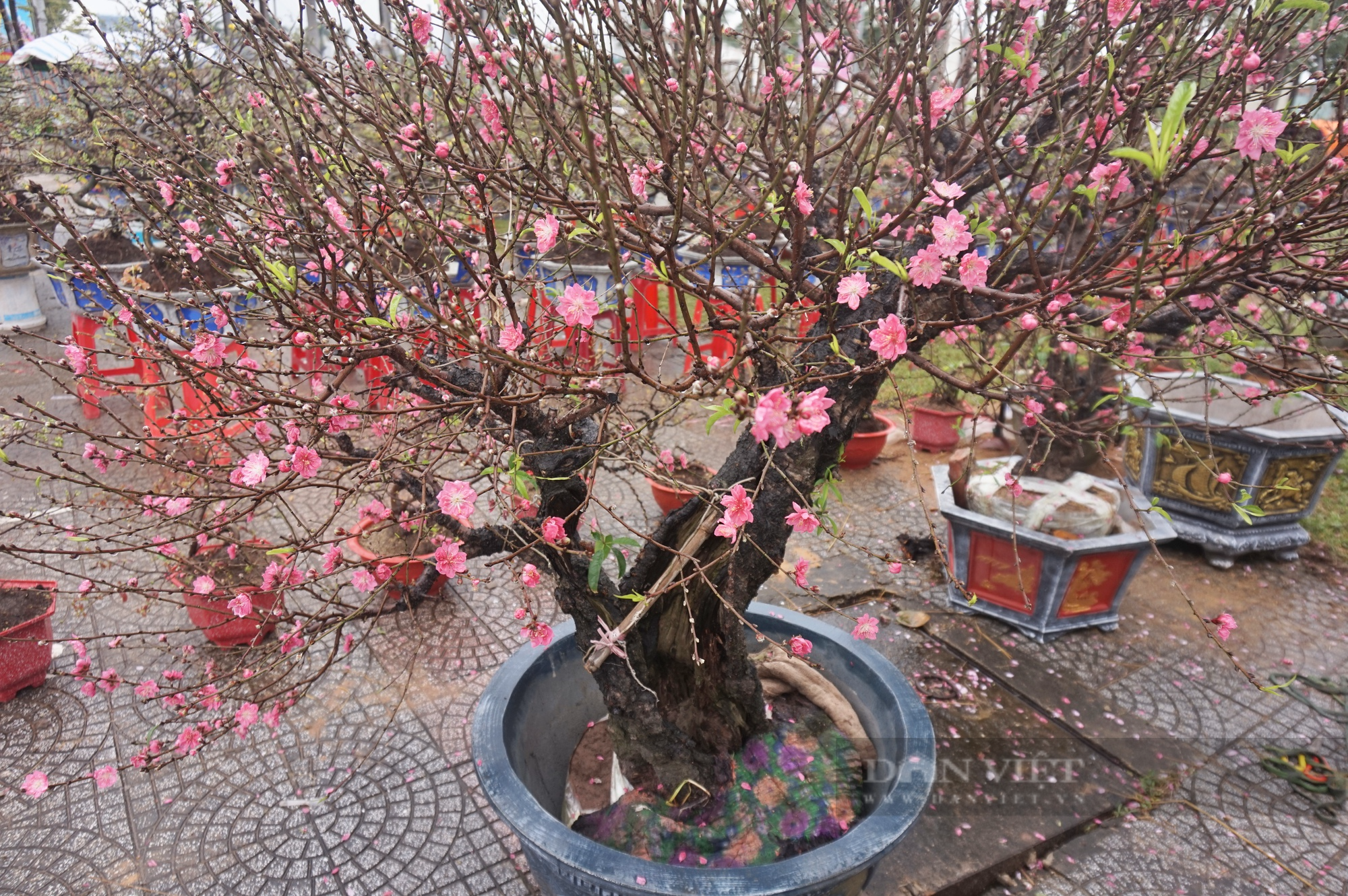 Ngắm cây quýt, bưởi cổ thụ độc nhất tại chợ hoa xuân Đà Nẵng 2023 - Ảnh 9.
