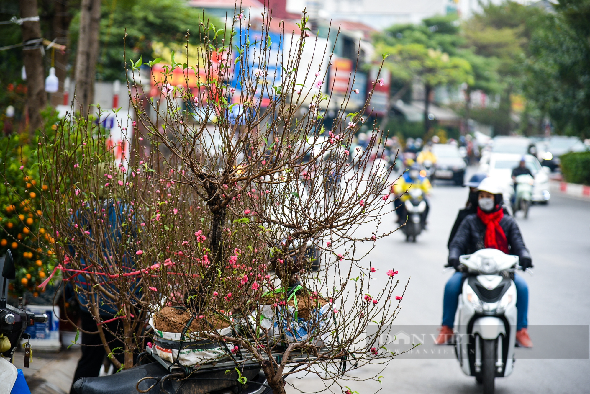 Chợ hoa phố Hoàng Hoa Thám rực rỡ ngày cận Tết Quý Mão 2023 - Ảnh 8.
