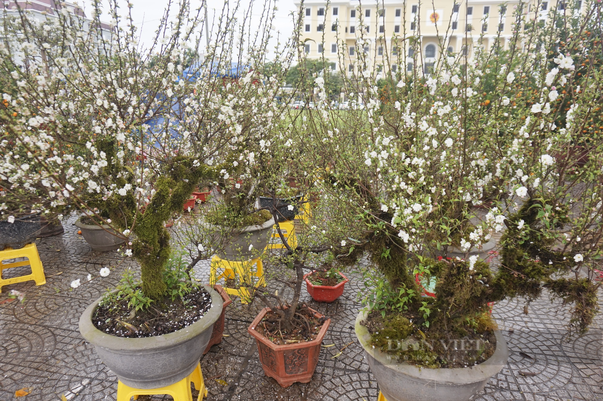Độc, lạ cây mai toàn thân phủ rong rêu, hoa màu trắng hồng, lần đầu tiên có mặt tại chợ hoa Đà Nẵng - Ảnh 2.