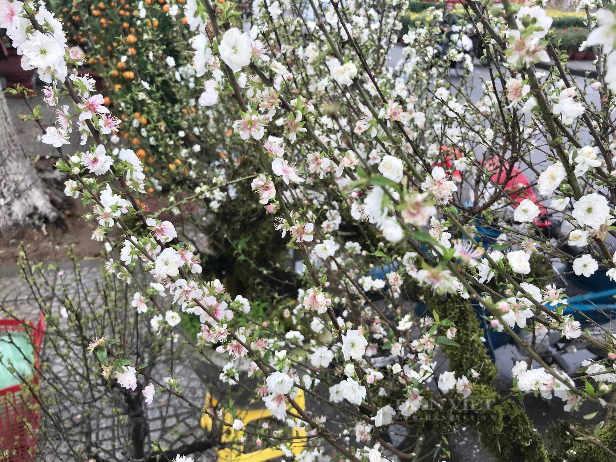 Độc, lạ cây mai toàn thân phủ rong rêu, hoa màu trắng hồng, lần đầu tiên có mặt tại chợ hoa Đà Nẵng - Ảnh 7.