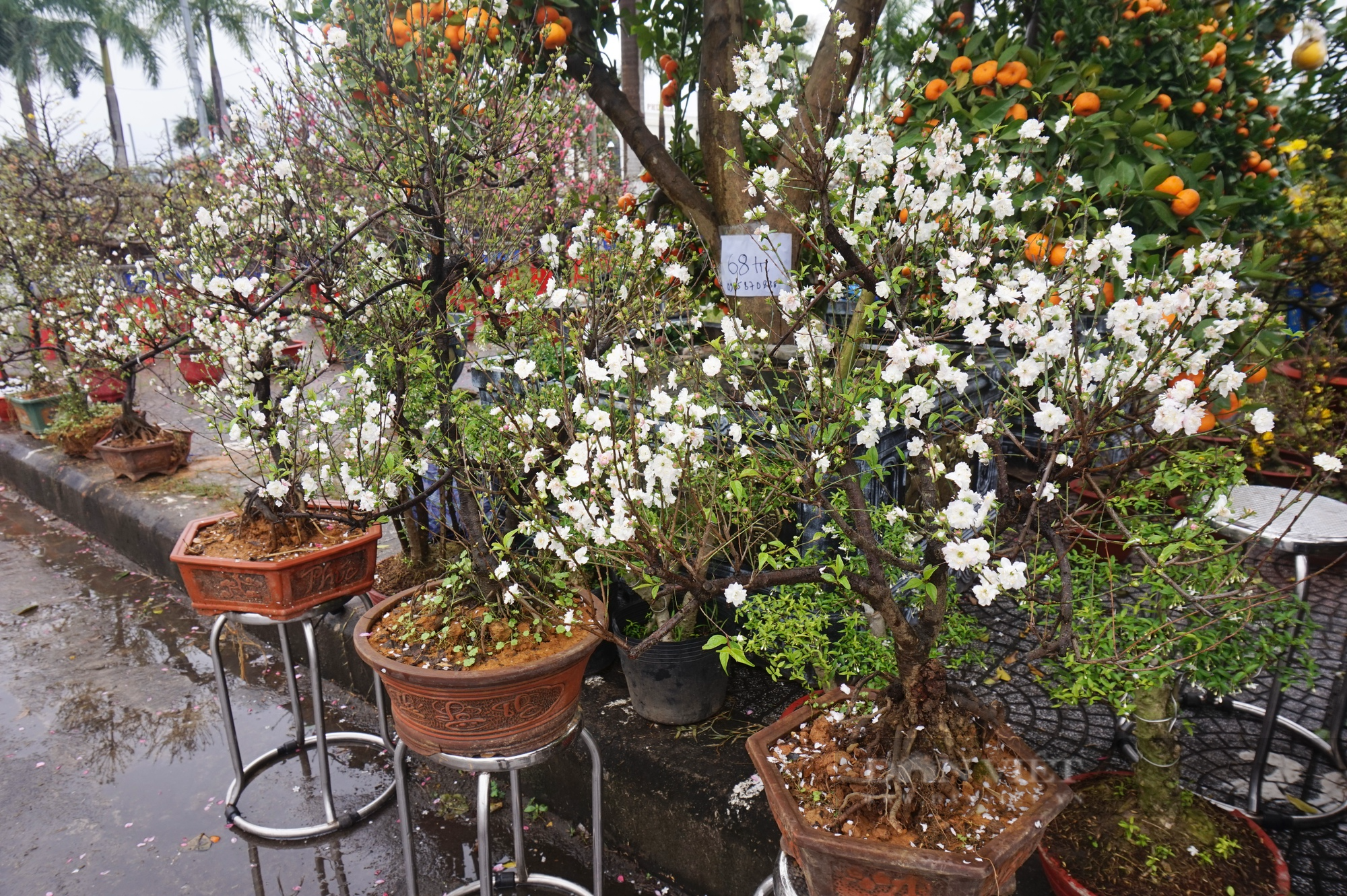 Độc, lạ cây mai toàn thân phủ rong rêu, hoa màu trắng hồng, lần đầu tiên có mặt tại chợ hoa Đà Nẵng - Ảnh 8.