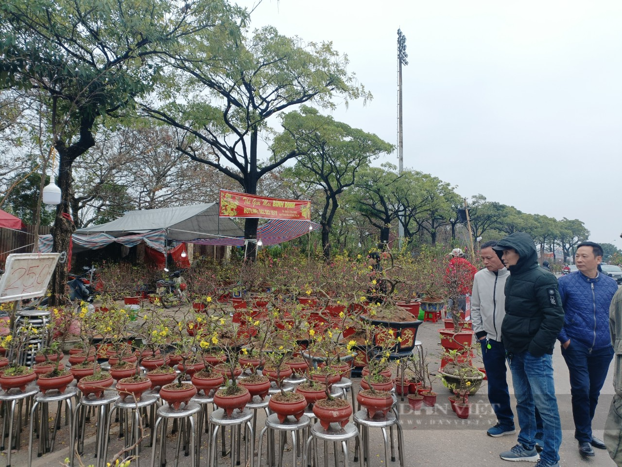 Mai vàng Bình Định, Phú Yên đổ bộ ra Thủ đô, tiểu thương &quot;méo mặt&quot; vì lo ế cả trăm chậu mai - Ảnh 1.