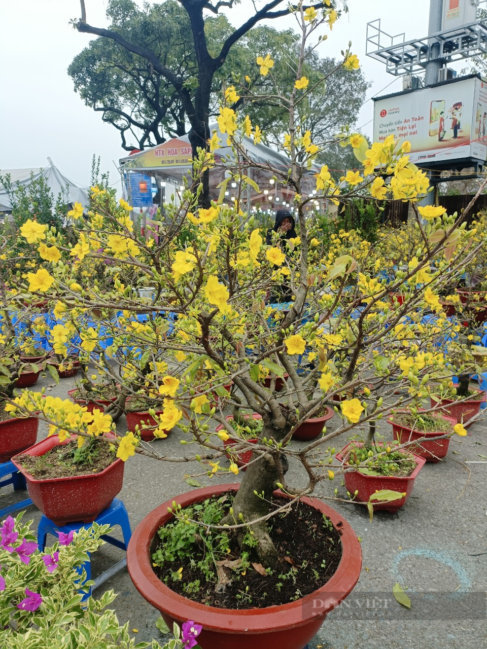 Mai vàng Bình Định, Phú Yên đổ bộ ra Thủ đô, tiểu thương &quot;méo mặt&quot; vì lo ế cả trăm chậu mai - Ảnh 2.