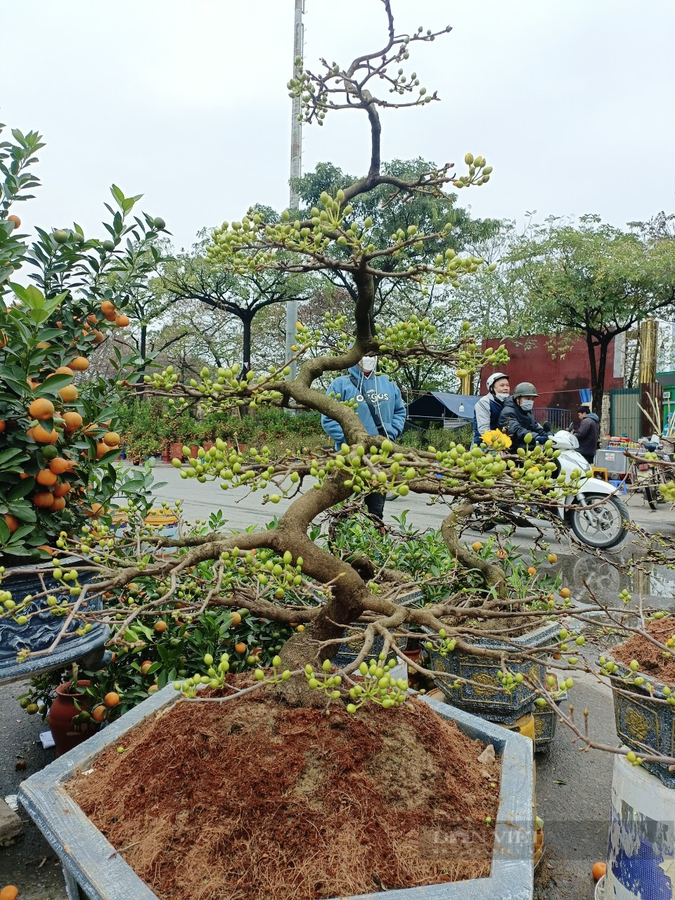 Mai vàng Bình Định, Phú Yên đổ bộ ra Thủ đô, tiểu thương &quot;méo mặt&quot; vì lo ế cả trăm chậu mai - Ảnh 5.