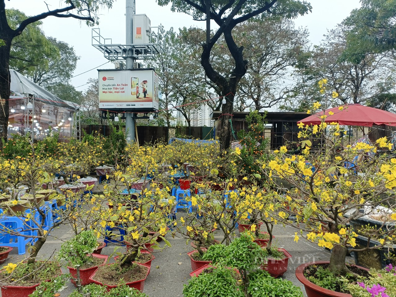 Mai vàng Bình Định, Phú Yên đổ bộ ra Thủ đô, tiểu thương &quot;méo mặt&quot; vì lo ế cả trăm chậu mai - Ảnh 7.