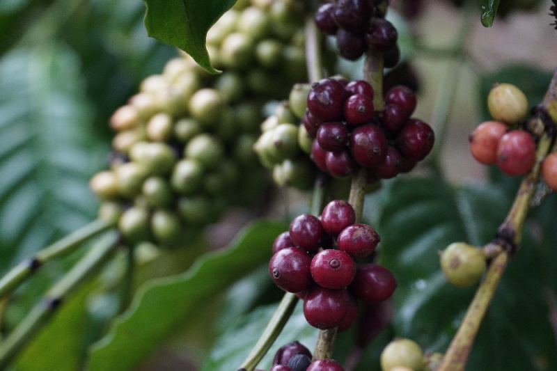 Cà phê Robusta điều chỉnh giảm, thị trường bắt đầu trầm lắng do Tết Nguyên đán - Ảnh 2.