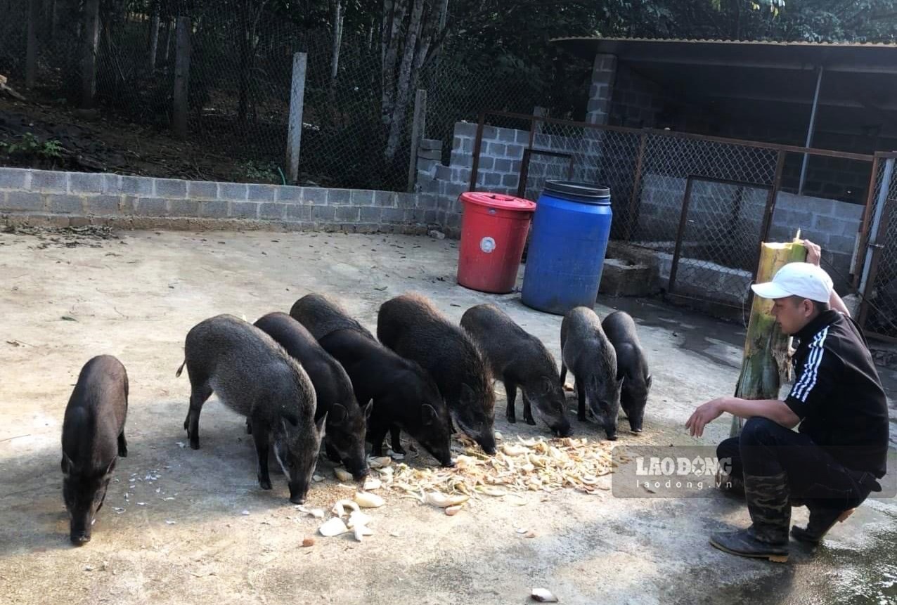 Kỹ thuật chăn nuôi lợn mán