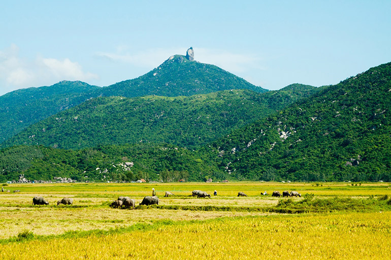 Vì sao đèo Cả ở Phú Yên vượt qua dãy núi nào để vào Khánh Hòa? - Ảnh 3.