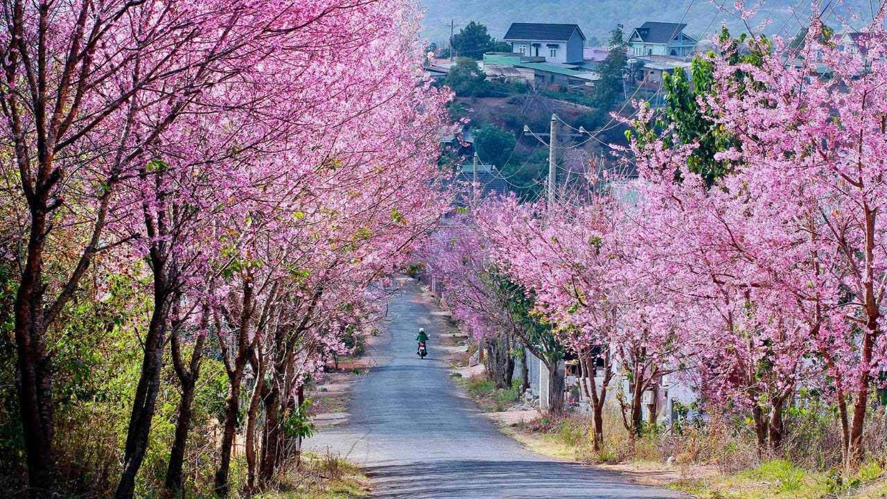 Top những địa điểm ngắm hoa, check in nổi tiếng trong ngày du Xuân - Ảnh 1.