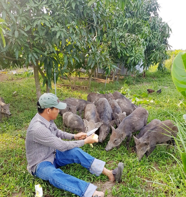 Một anh nông dân Phú Yên làm giàu với mô hình nuôi heo rừng lai, trồng mít Thái - Ảnh 1.