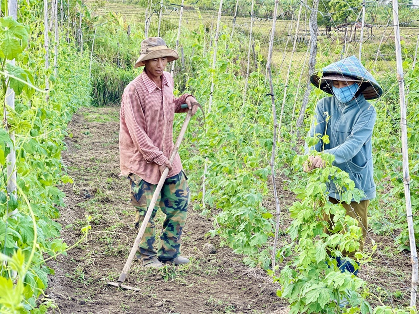 Bỏ vườn tiêu già yếu, trồng 3 sào rau xanh, ai dè ông nông dân Gia Lai &quot;đút túi&quot; 200 triệu - Ảnh 2.