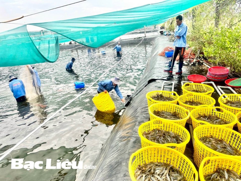 Loài thủy sản nào được Bạc Liêu xác định xuất khẩu đạt 1 tỷ đô la năm 2023? - Ảnh 2.