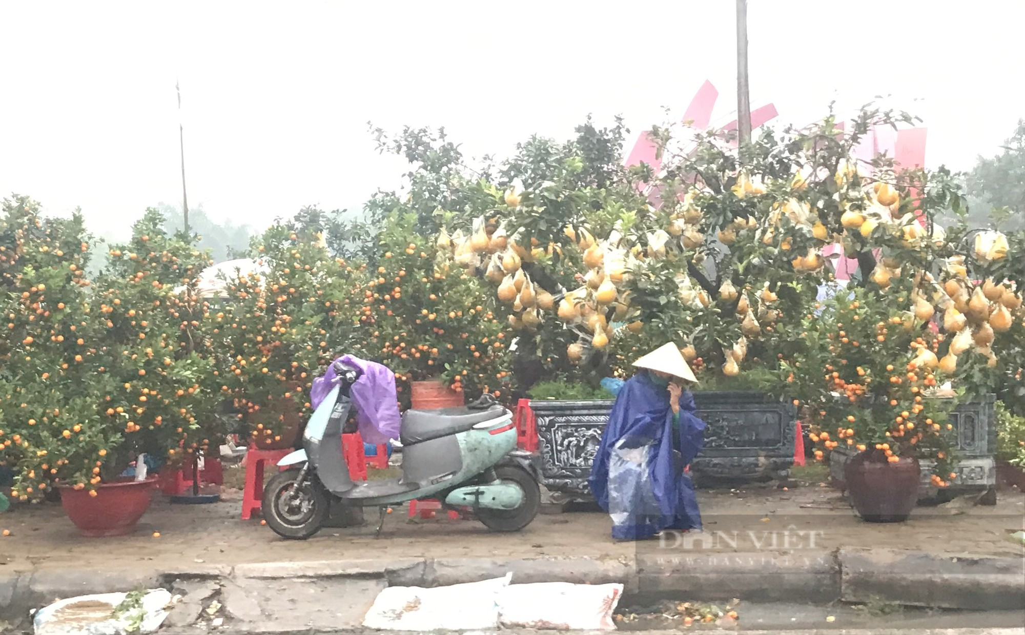 Co ro trong mưa lạnh đến thấu xương, ra tận lề đường đợi khách tới mua đào, quất những ngày cận Tết - Ảnh 3.