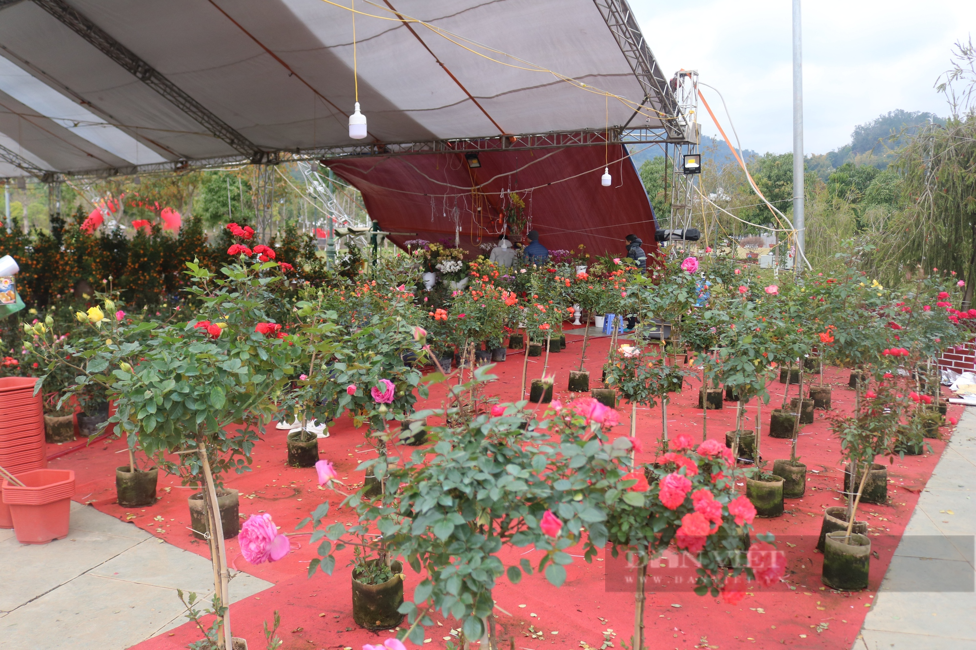 Nhộn nhịp chợ hoa Tết giữa lòng thành phố Sơn La - Ảnh 6.