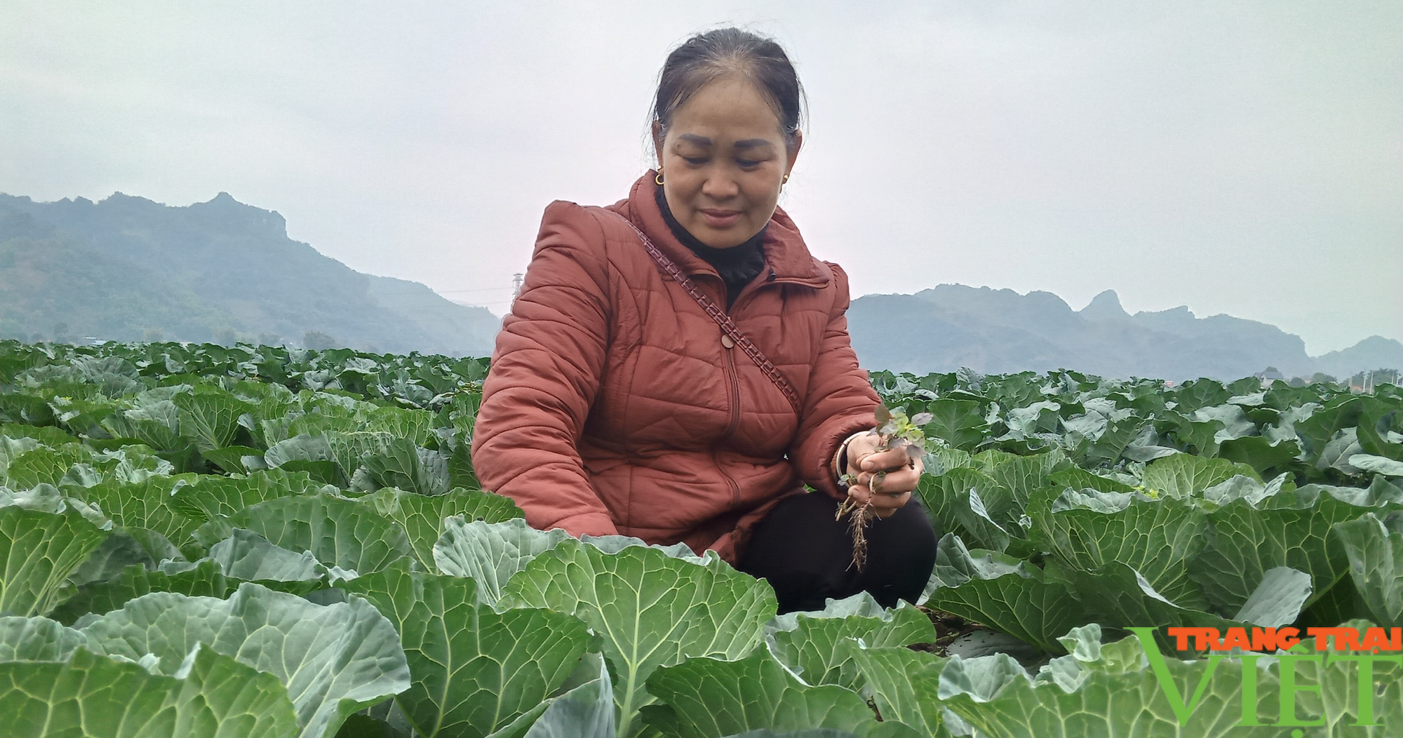 Nông dân Phù Yên (Sơn La) sẵn sàng nguồn rau xanh phục vụ Tết - Ảnh 2.