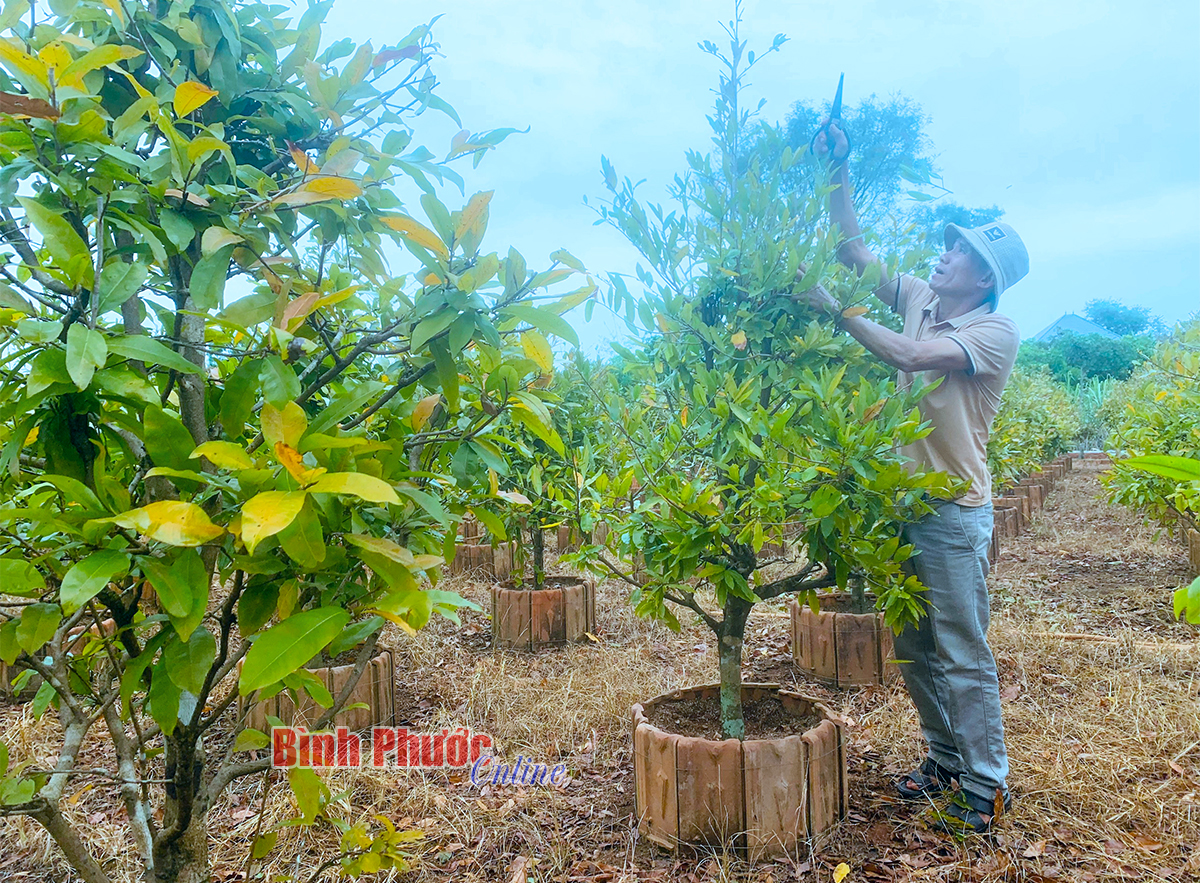 Một ông nông dân Bình Phước có vườn mai vàng 4.000 cây, đặc biệt có 2 cây mai vàng trị giá nửa tỷ - Ảnh 3.