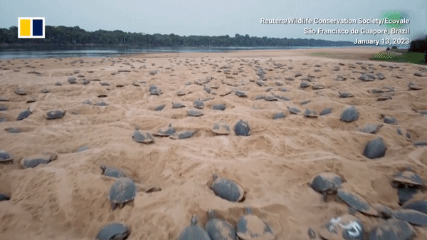 Cảnh tượng có một không hai hàng trăm nghìn con rùa non nở trên bờ sông - Ảnh 1.