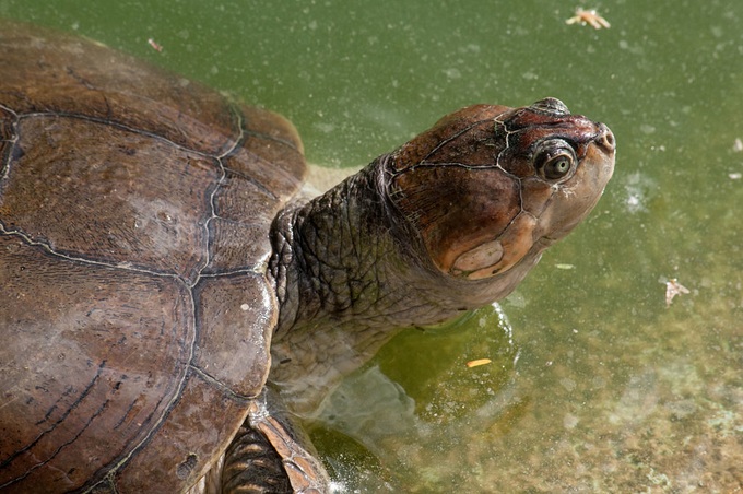 Cảnh tượng có một không hai hàng trăm nghìn con rùa non nở trên bờ sông - Ảnh 2.