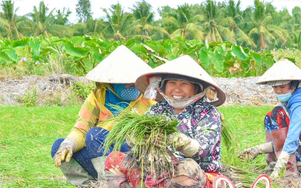 Trúng mùa kiệu tết ở Kiên Giang, người đi nhổ thuê cũng được trả tiền công &quot;xông xênh&quot;