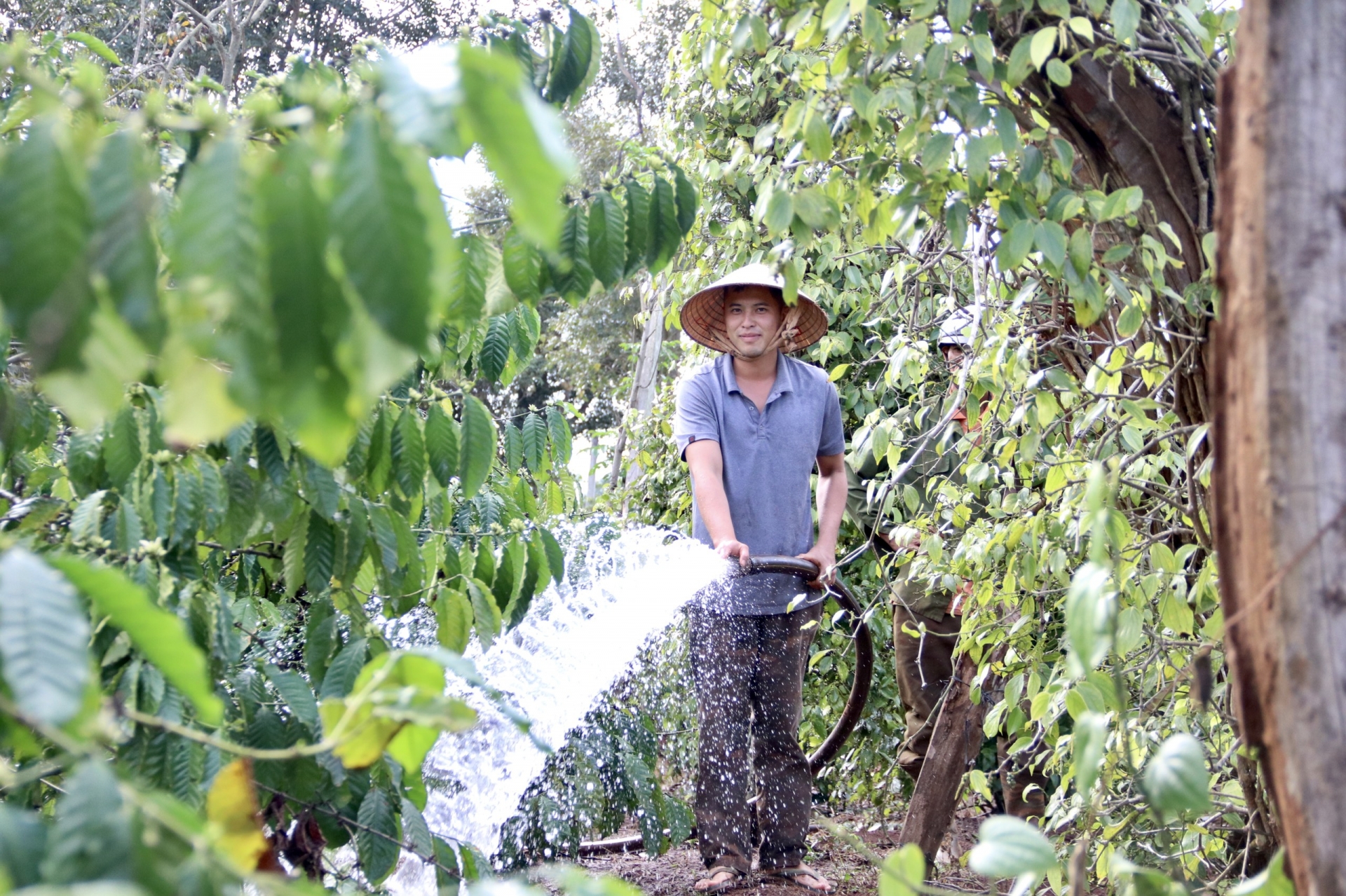 Đâu đâu cũng lo sắm tết, vì sao nông dân Đắk Lắk lại đội nắng lo đi tưới cà phê? - Ảnh 1.