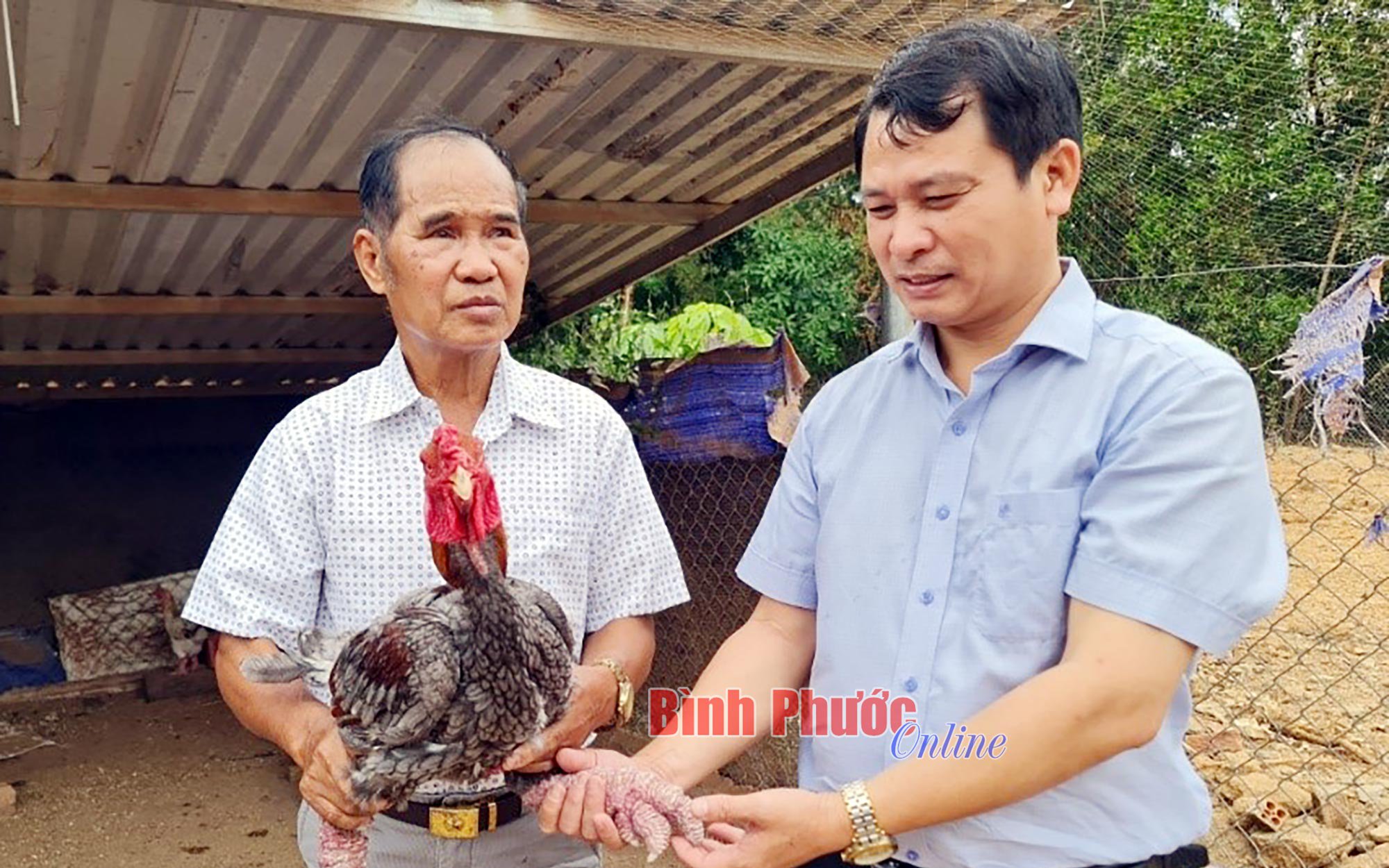 Nuôi gà Đông Tảo ở Bình Phước kiểu gì mà ăn như thịt đặc sản, bán 400.000 đồng/kg vẫn có người mê?