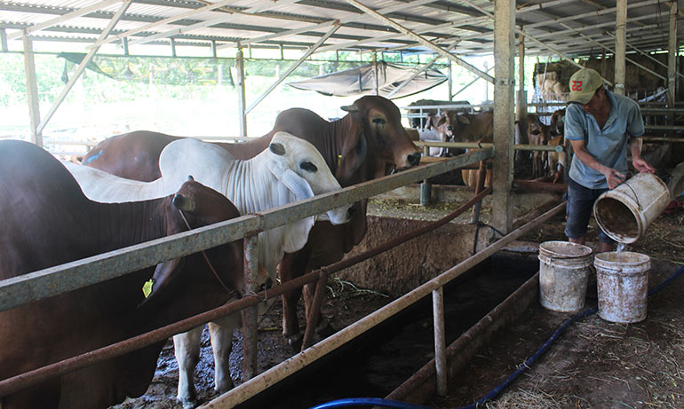 Tỷ phú nông dân nuôi bò nhiều nhất vùng này ở Phú Yên, bán 500 con bò mỗi năm, lãi 1 tỷ - Ảnh 3.