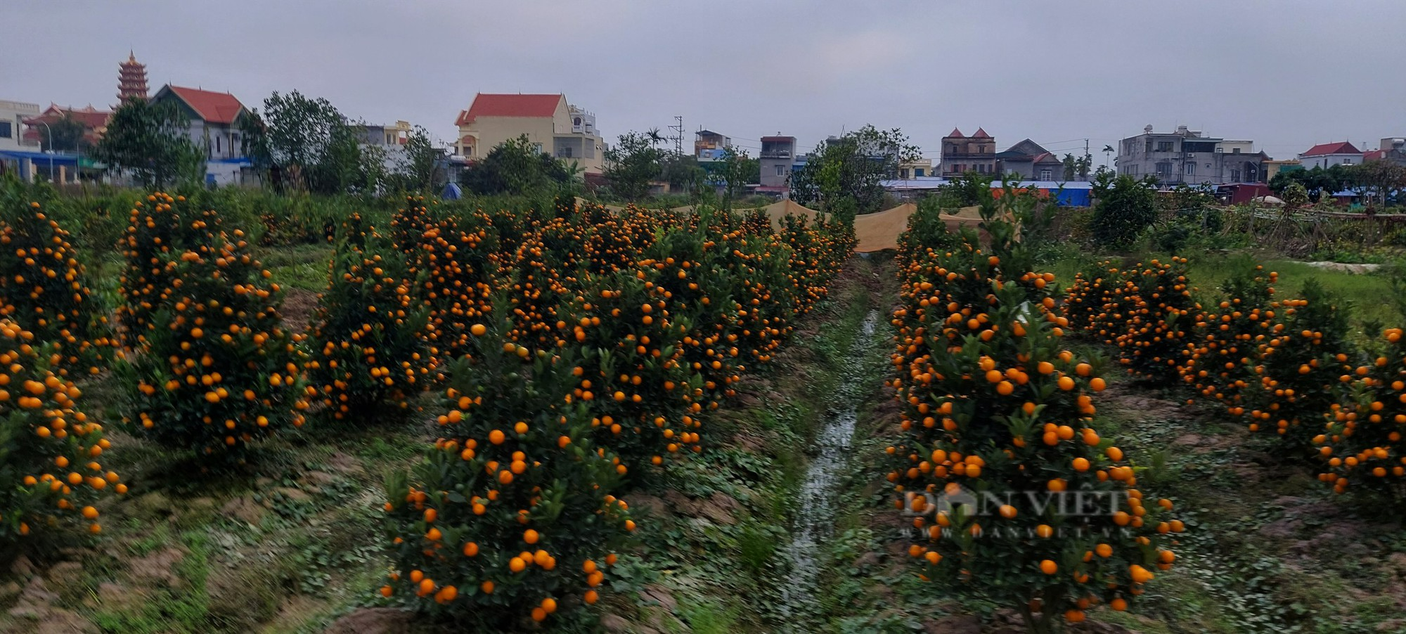 An Dương( Hải Phòng) nhộn nhịp vào mùa, đào, quất, hải đường thi nhau lên xe đi các ngả, nông dân đón tết ấm no - Ảnh 2.